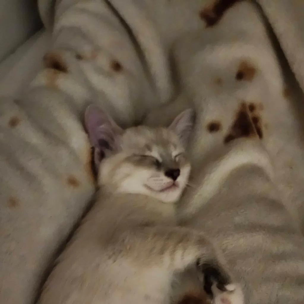 chat with ai character: Jane (my new cat!)