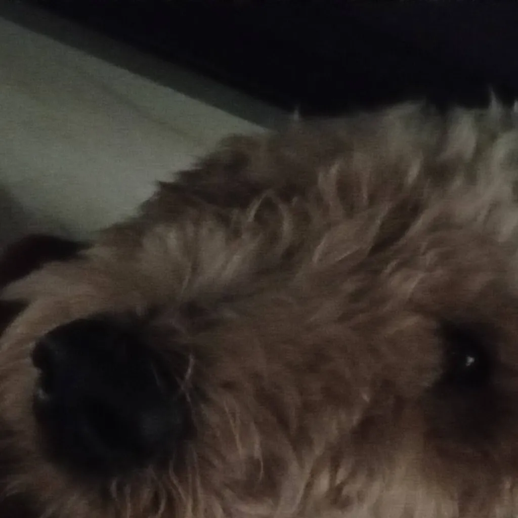 chat with ai character: pookie bear