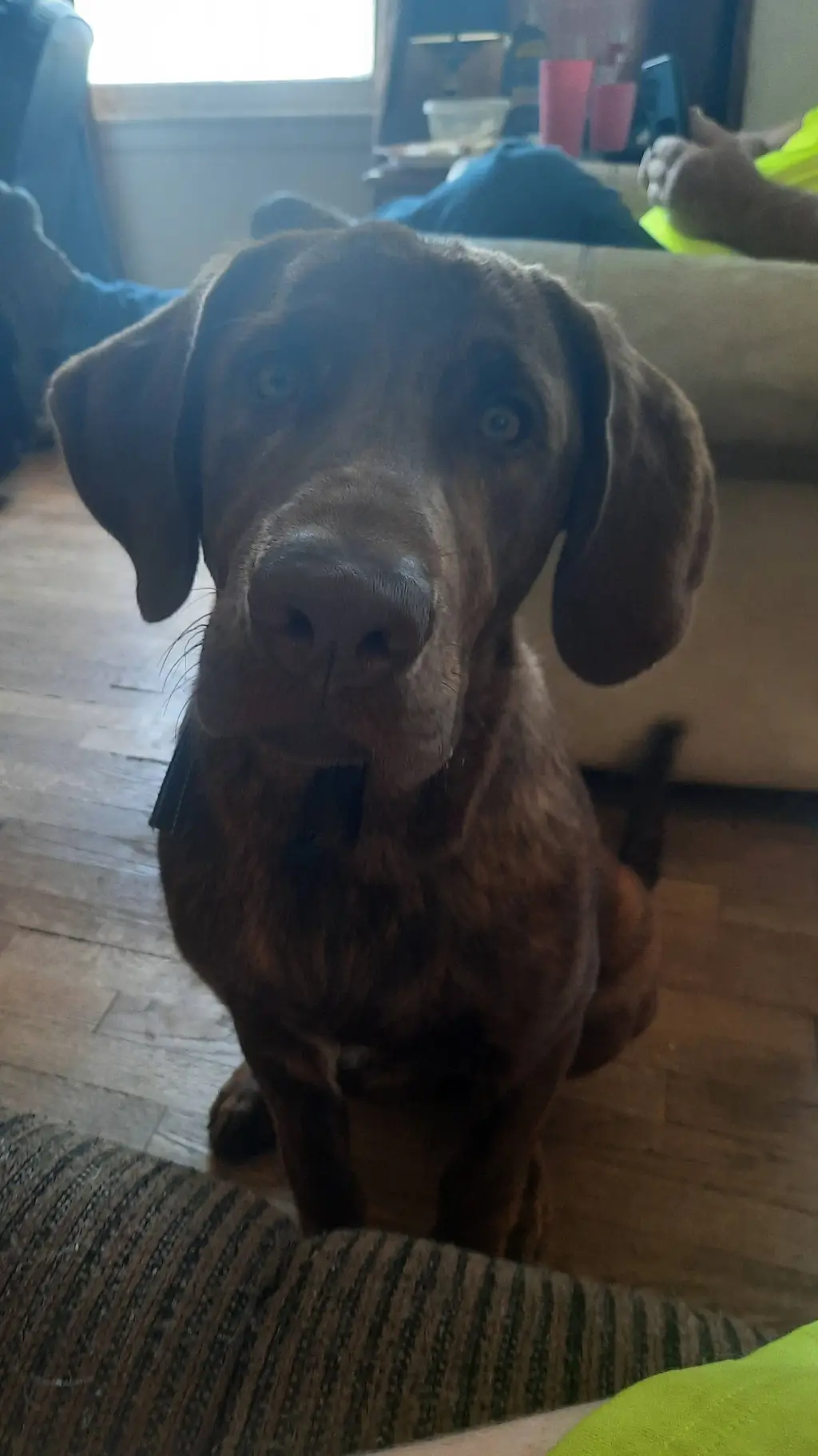 Talkie AI - Chat with ozzy bear
