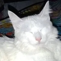 chat with ai character: tu gato/ humano