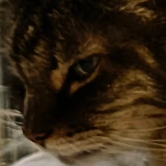 chat with ai character: cat mother