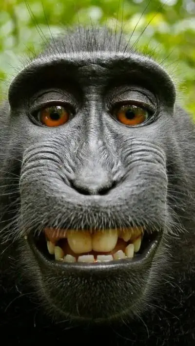ai character: monkey background