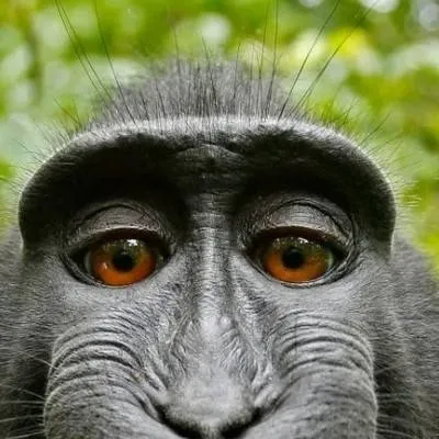 chat with ai character: monkey