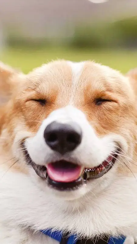 Talkie AI - Chat with moon (service dog)