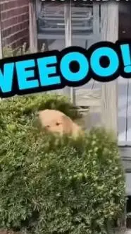ai character: doggy bush background