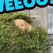 chat with ai character: doggy bush