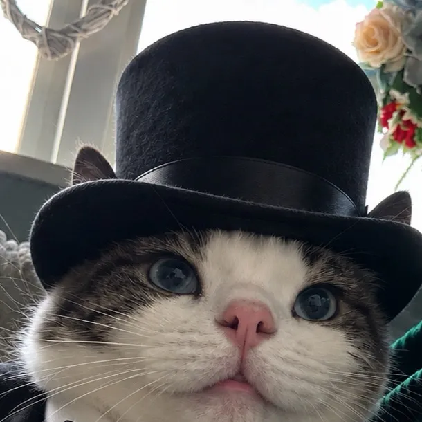 chat with ai character: Mr po￼sh cat