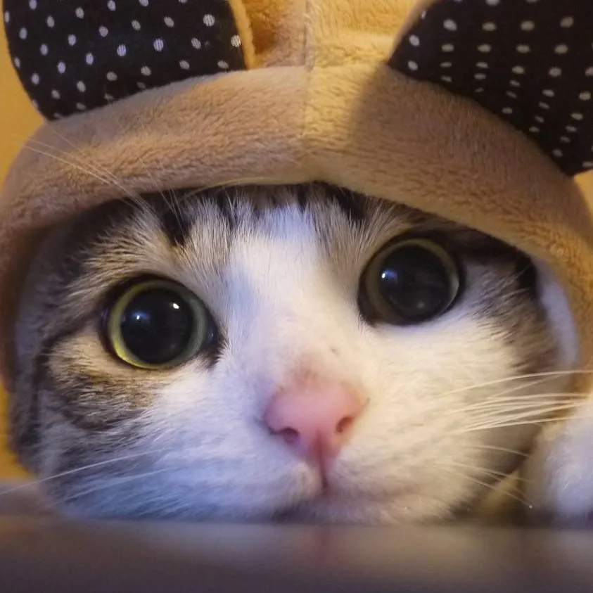 chat with ai character: fuzzy