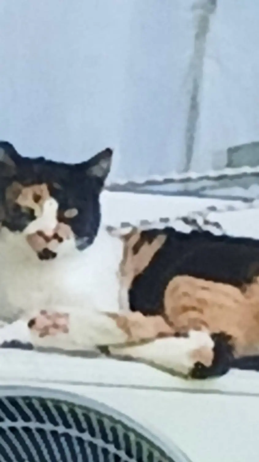 ai character: FPE CATS!!!!! background