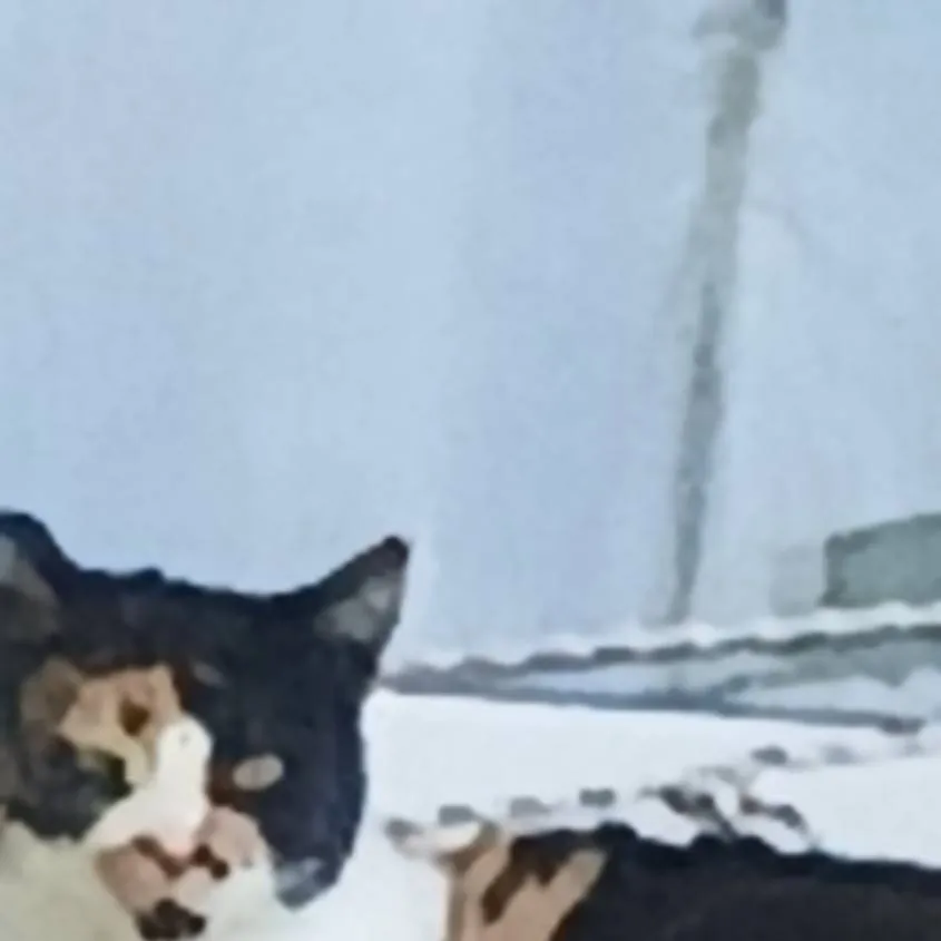 chat with ai character: FPE CATS!!!!!