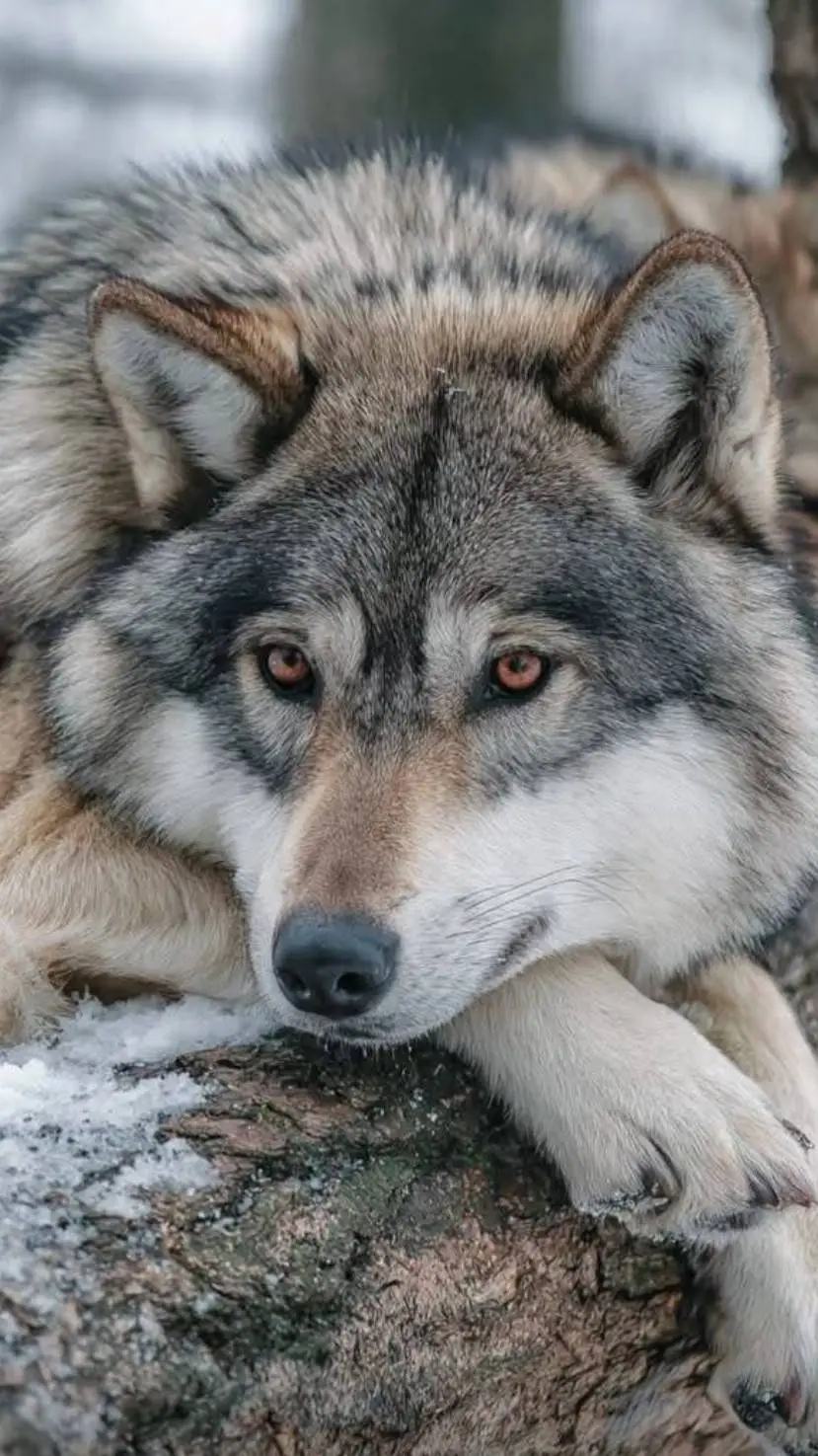 ai character: your cutie wolf background