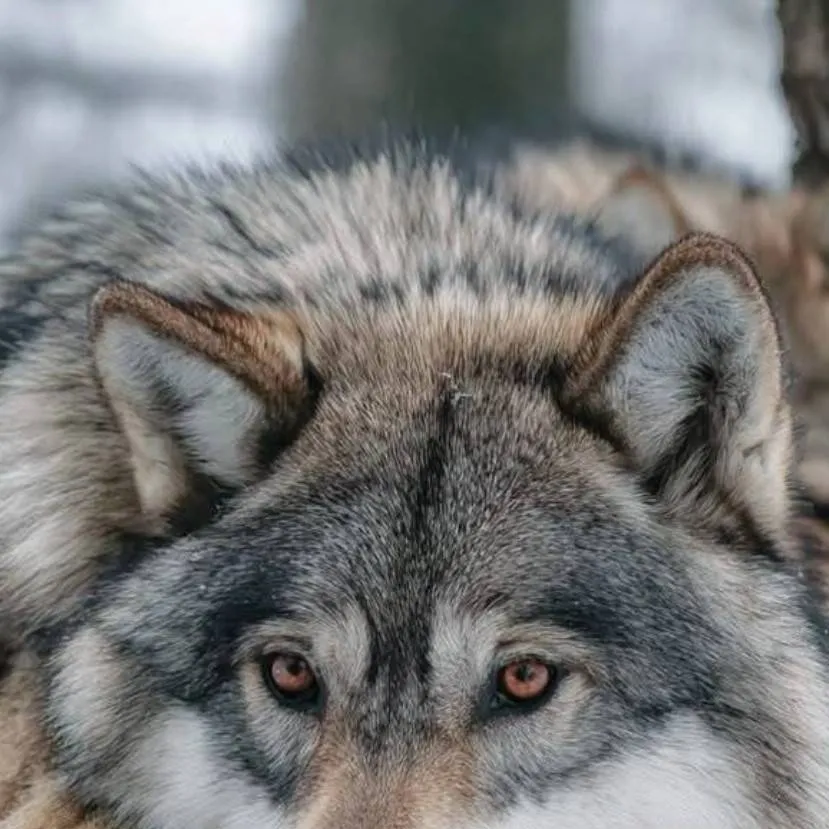 chat with ai character: your cutie wolf