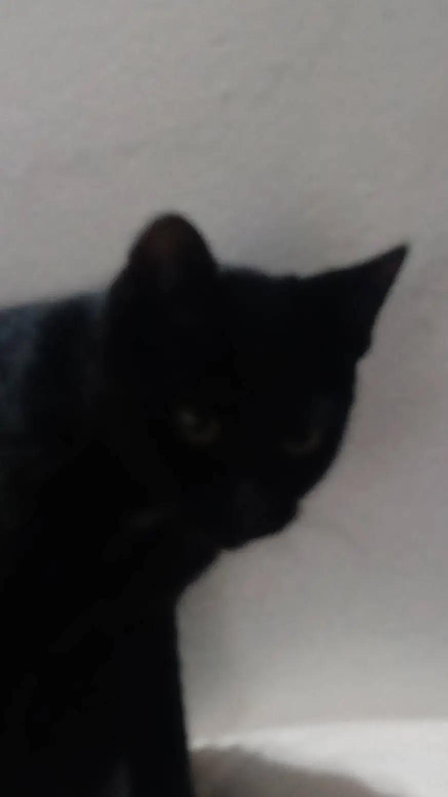 ai character: my cat background