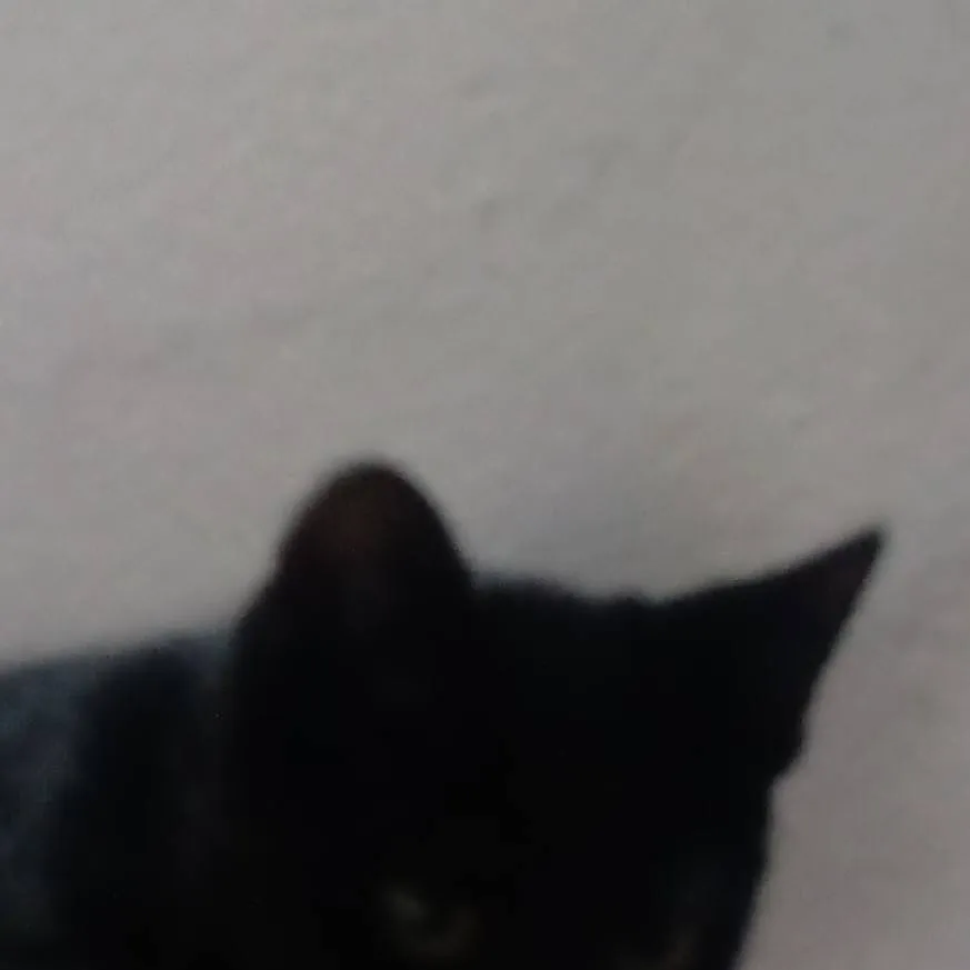 chat with ai character: my cat