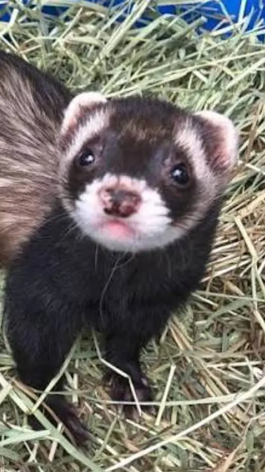ai character: your pet ferret  background