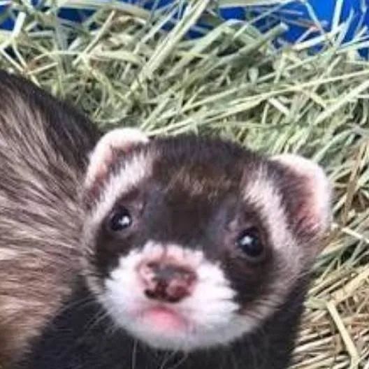 chat with ai character: your pet ferret 