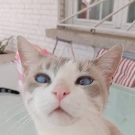 chat with ai character: Gata Leonor 🐱