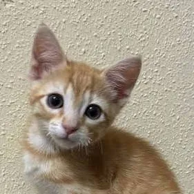 chat with ai character: Gata Sofía 🐱