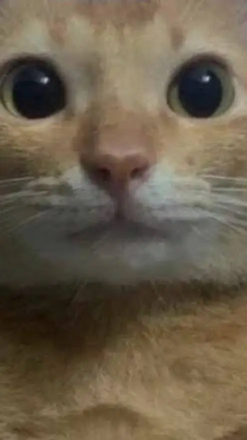 ai character: gato bueno background