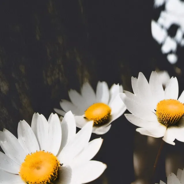 chat with ai character: DW hate you!?