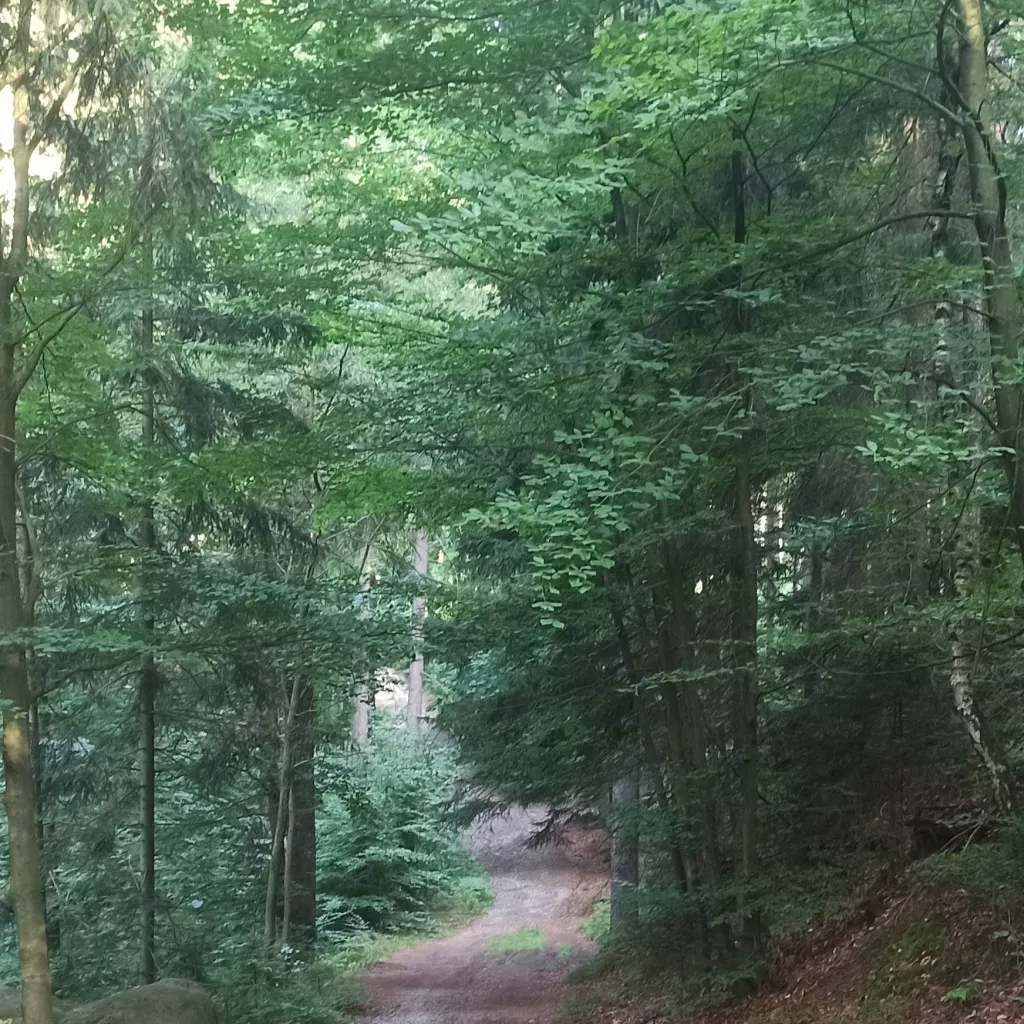 chat with ai character: SCP-Forest