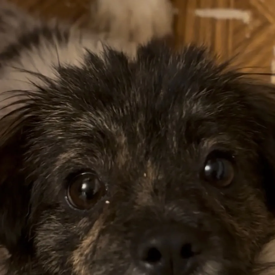 chat with ai character: Cute dog