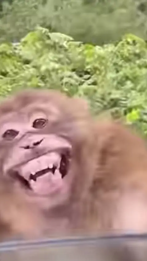 ai character: monkey 0_0M'kay background