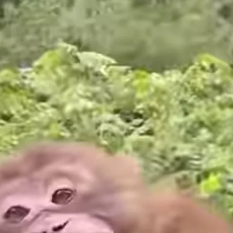 chat with ai character: monkey 0_0M'kay