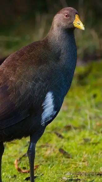 ai character: turbo chook M'kay  background