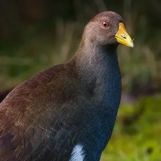 chat with ai character: turbo chook M'kay 