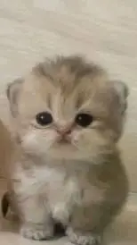 ai character: Cute Kitten <3 background