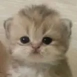 chat with ai character: Cute Kitten <3