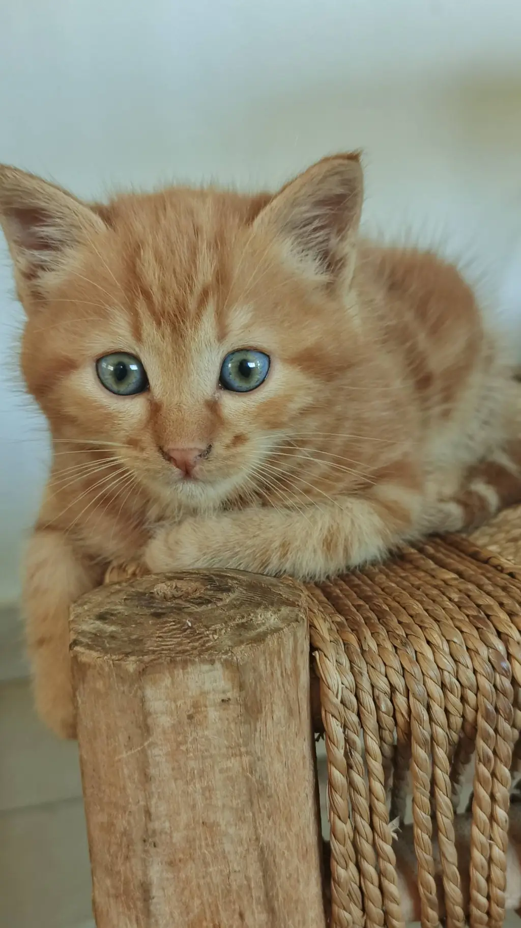 ai character: a kitten  background