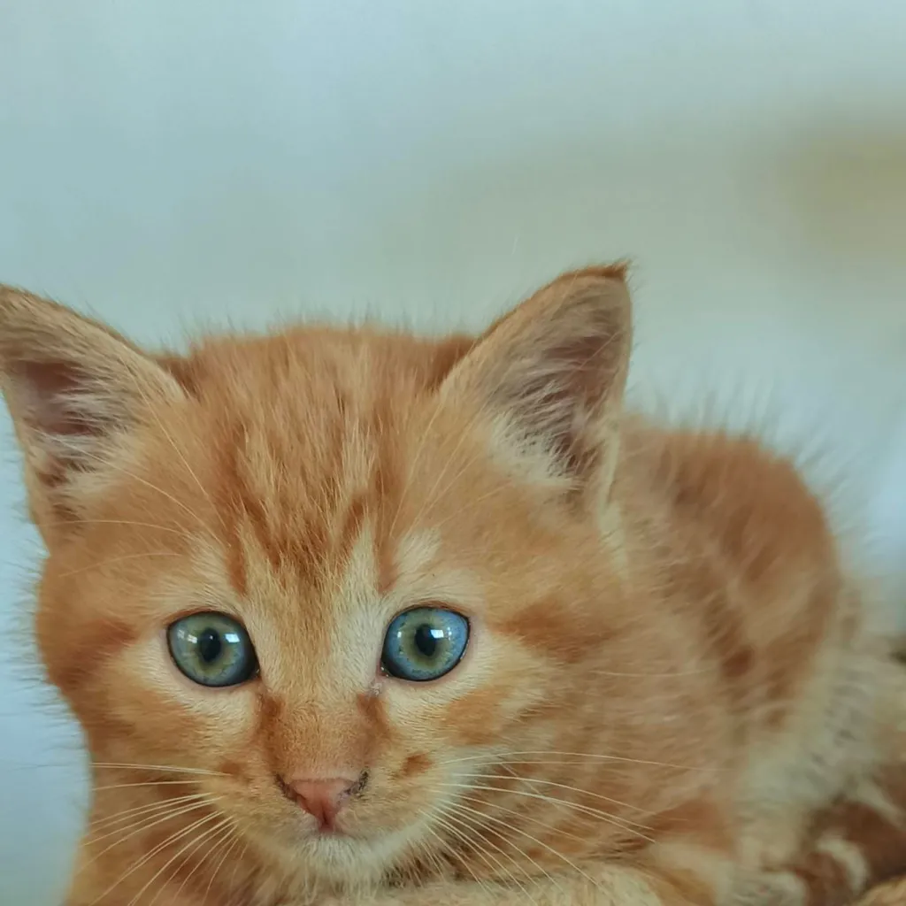 chat with ai character: a kitten 