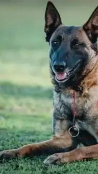 ai character: Hunde züchter background