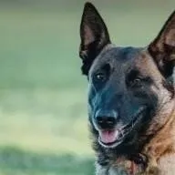chat with ai character: Hunde züchter