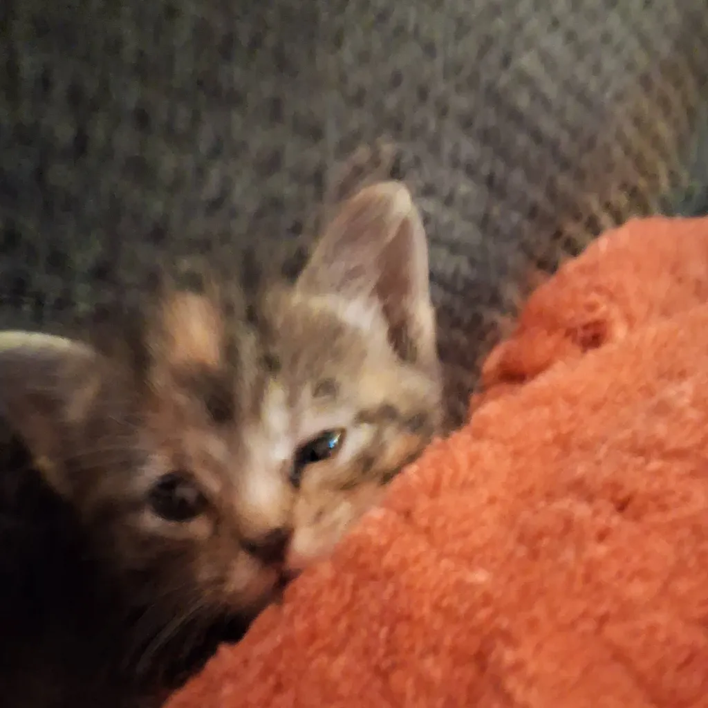 chat with ai character: a cute kitten