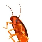 chat with ai character: Pet Roach 