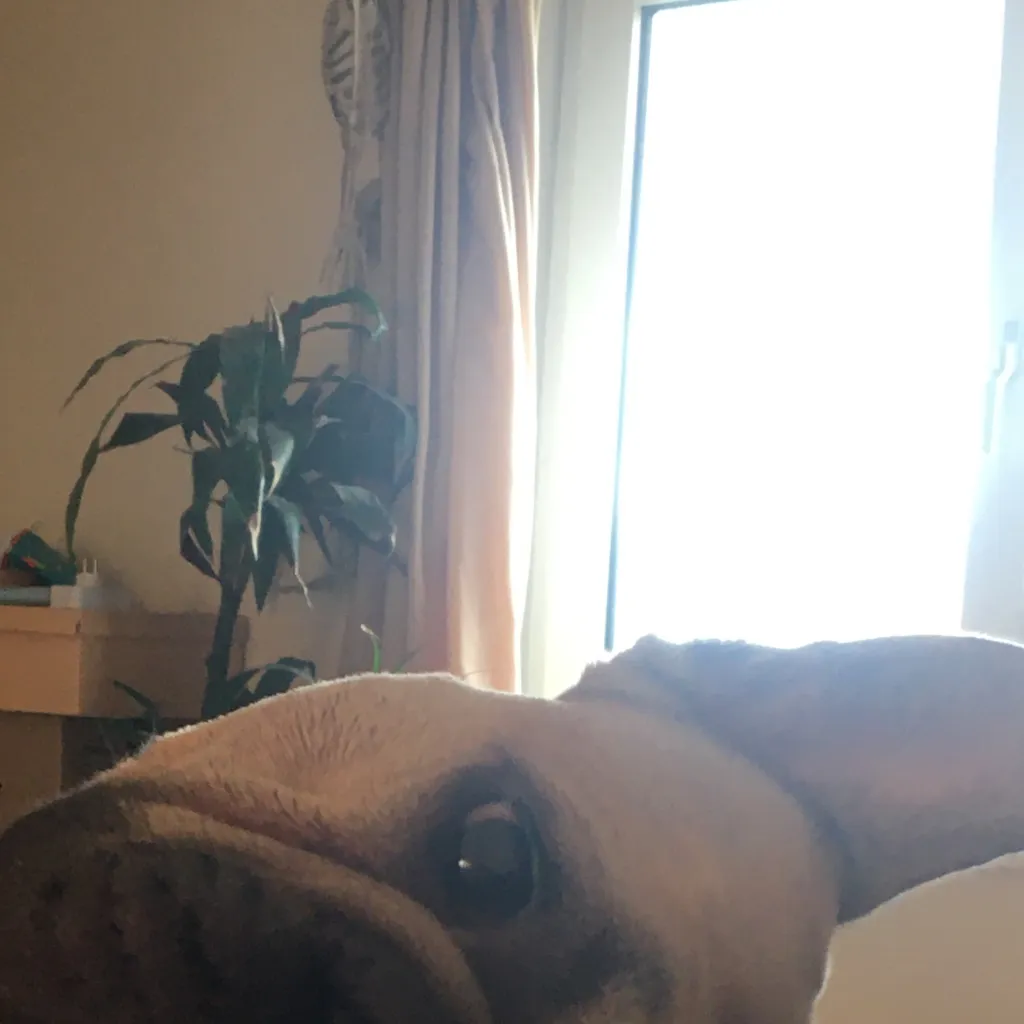chat with ai character: Tired peanut