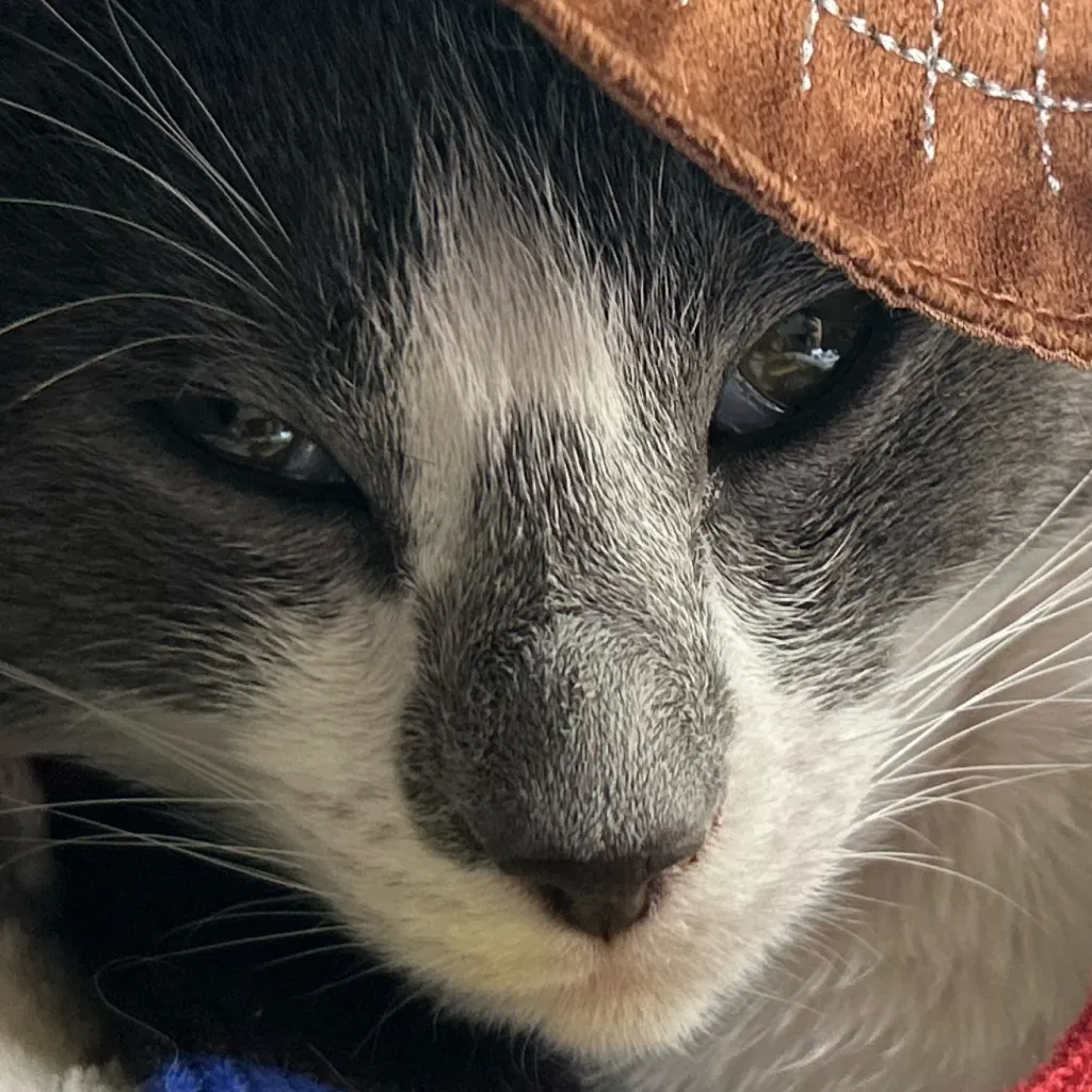 chat with ai character: Fruitcake(bored)