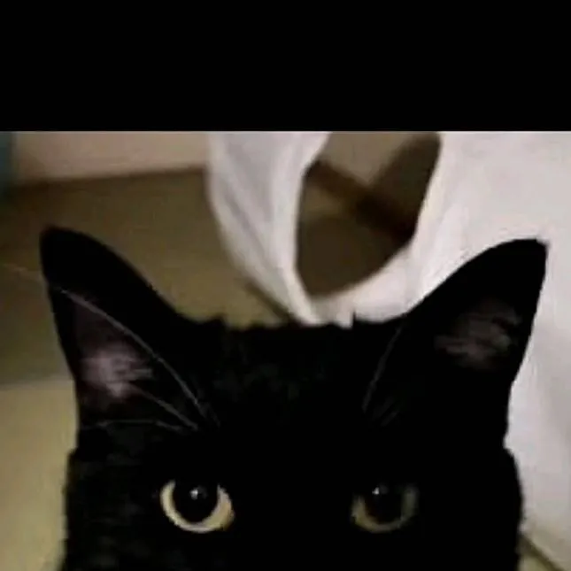 chat with ai character: gatito