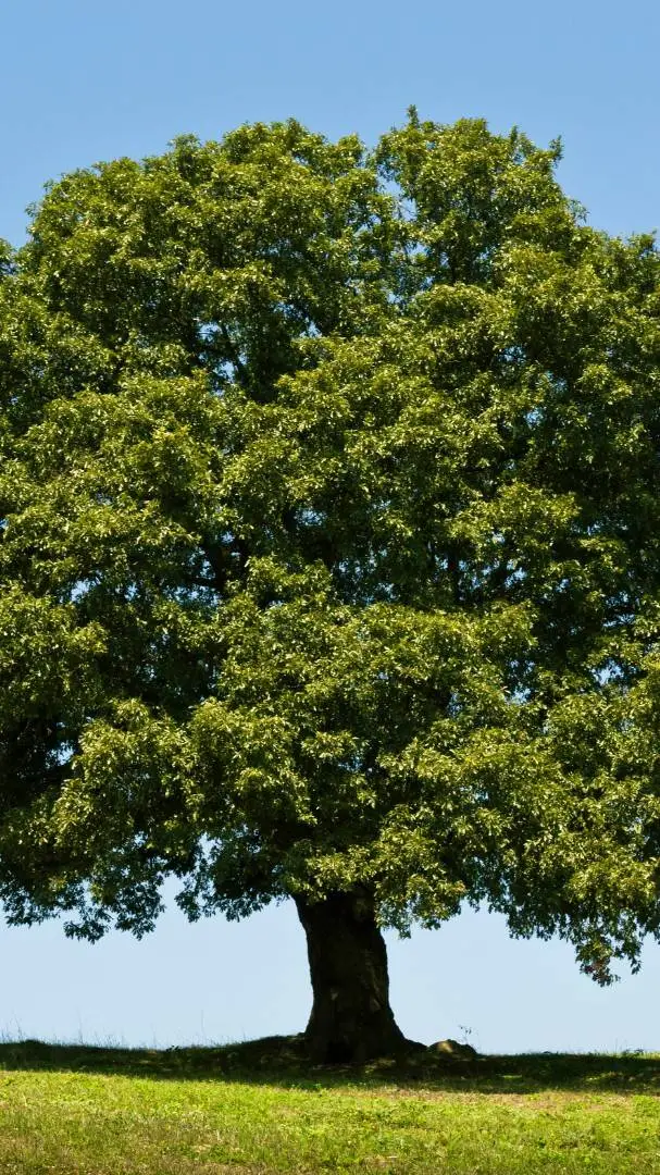 ai character: Arbol background