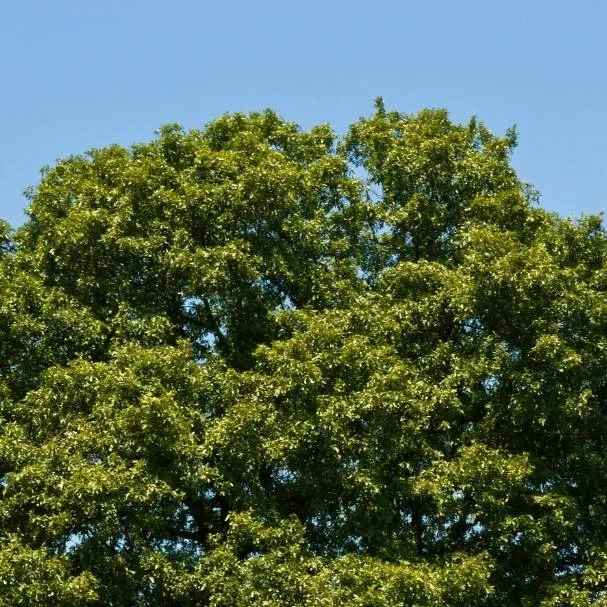 chat with ai character: Arbol