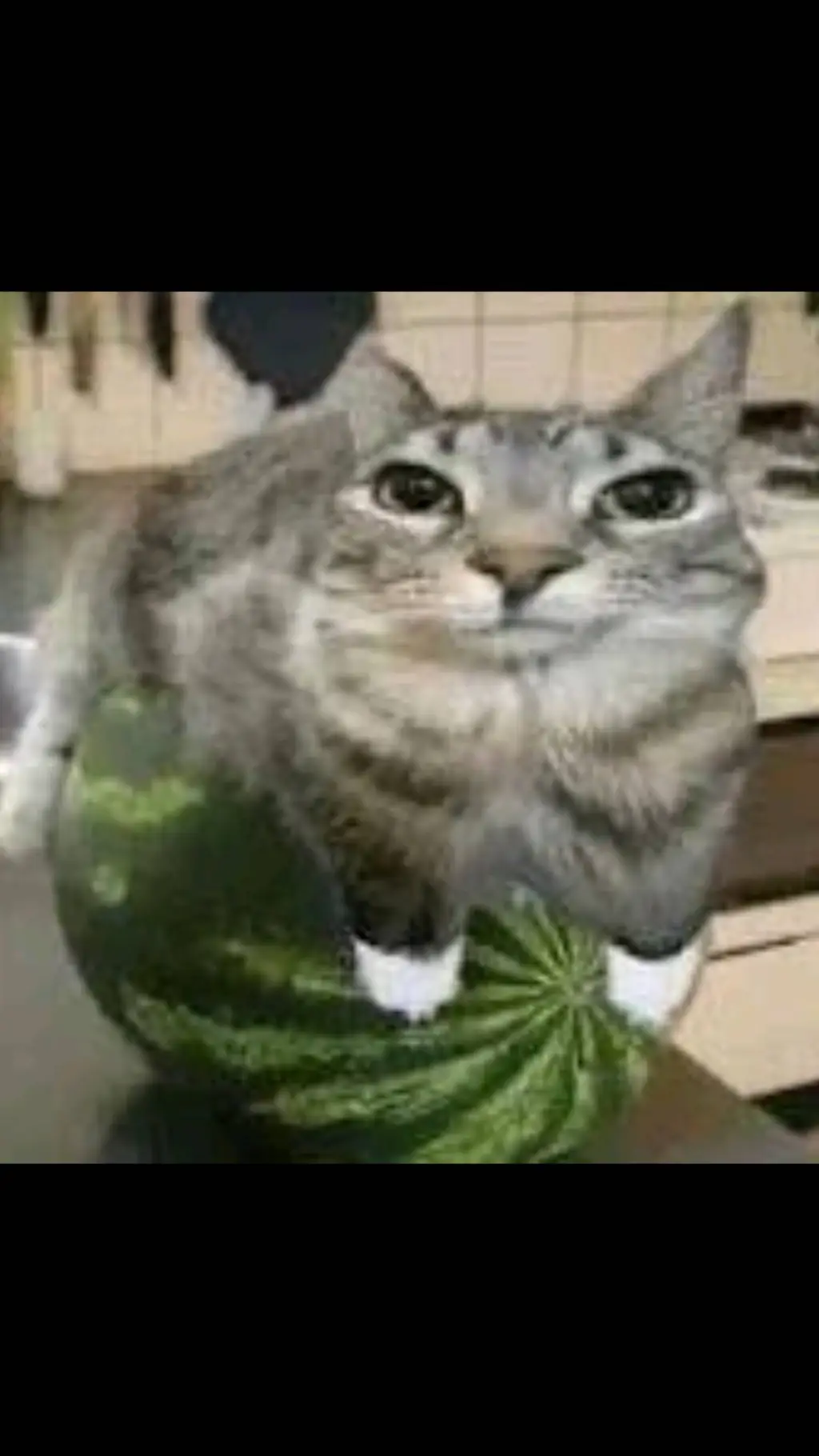 ai character: cat protecting 🍉 background
