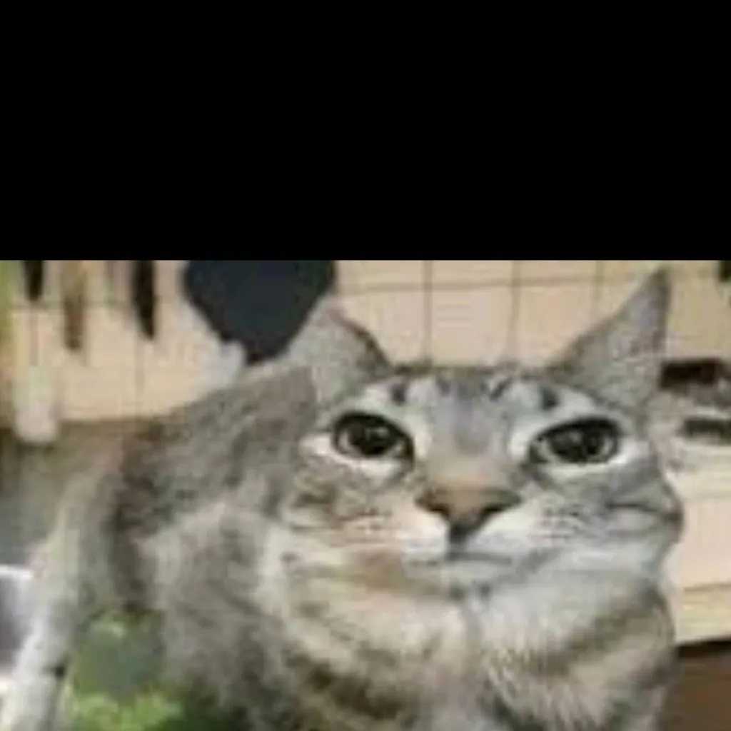 chat with ai character: cat protecting 🍉
