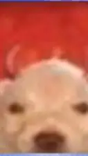 ai character: perro del infierno background