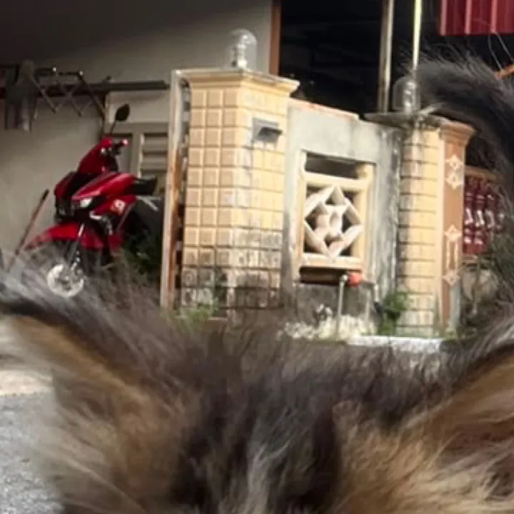 chat with ai character: Neko infection 