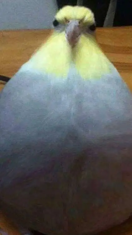 Talkie AI - Chat with Burd