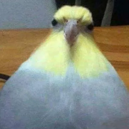 chat with ai character: Burd