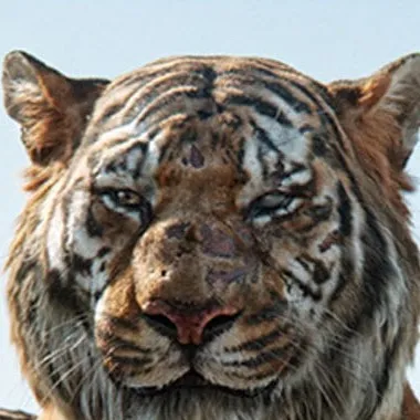 chat with ai character: Shere Khan 